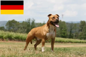 Read more about the article American Staffordshire Terrier tenyésztők és kölykök Németországban