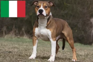 Read more about the article Amerikai staffordshire terrier tenyésztők és kölykök Olaszországban