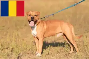 Read more about the article Amerikai staffordshire terrier tenyésztők és kölykök Romániában