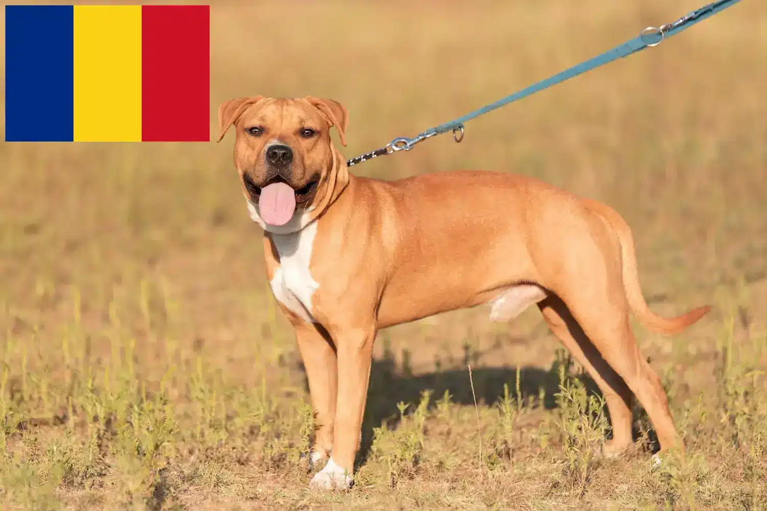 Amerikai staffordshire terrier kölykök és tenyésztők Románia Itt találsz American Staffordshire Terrier tenyésztőket Romániában.