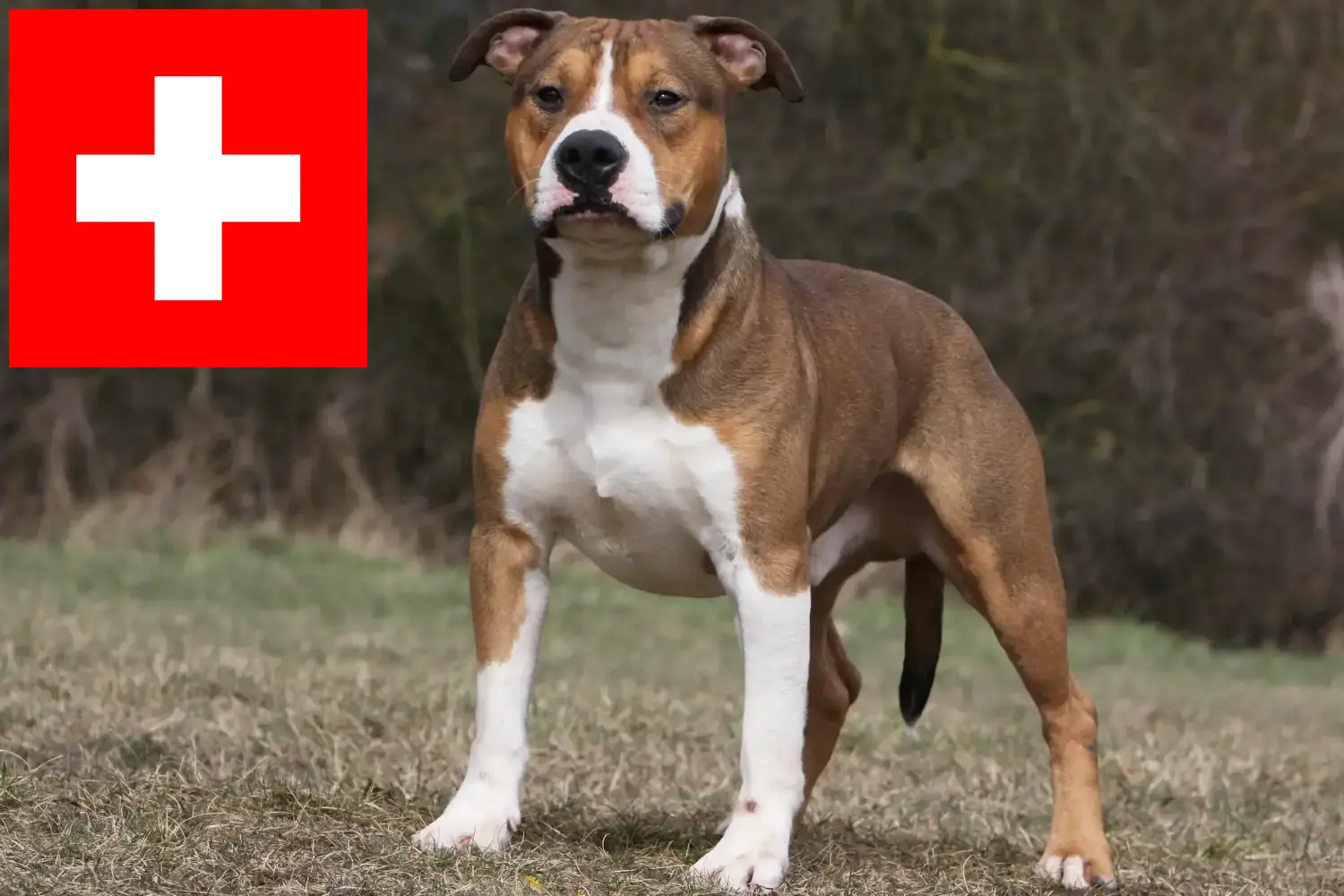 Amerikai staffordshire terrier kölykök és tenyésztők Svájcban Itt találhat American Staffordshire Terrier tenyésztőket Svájcban.
