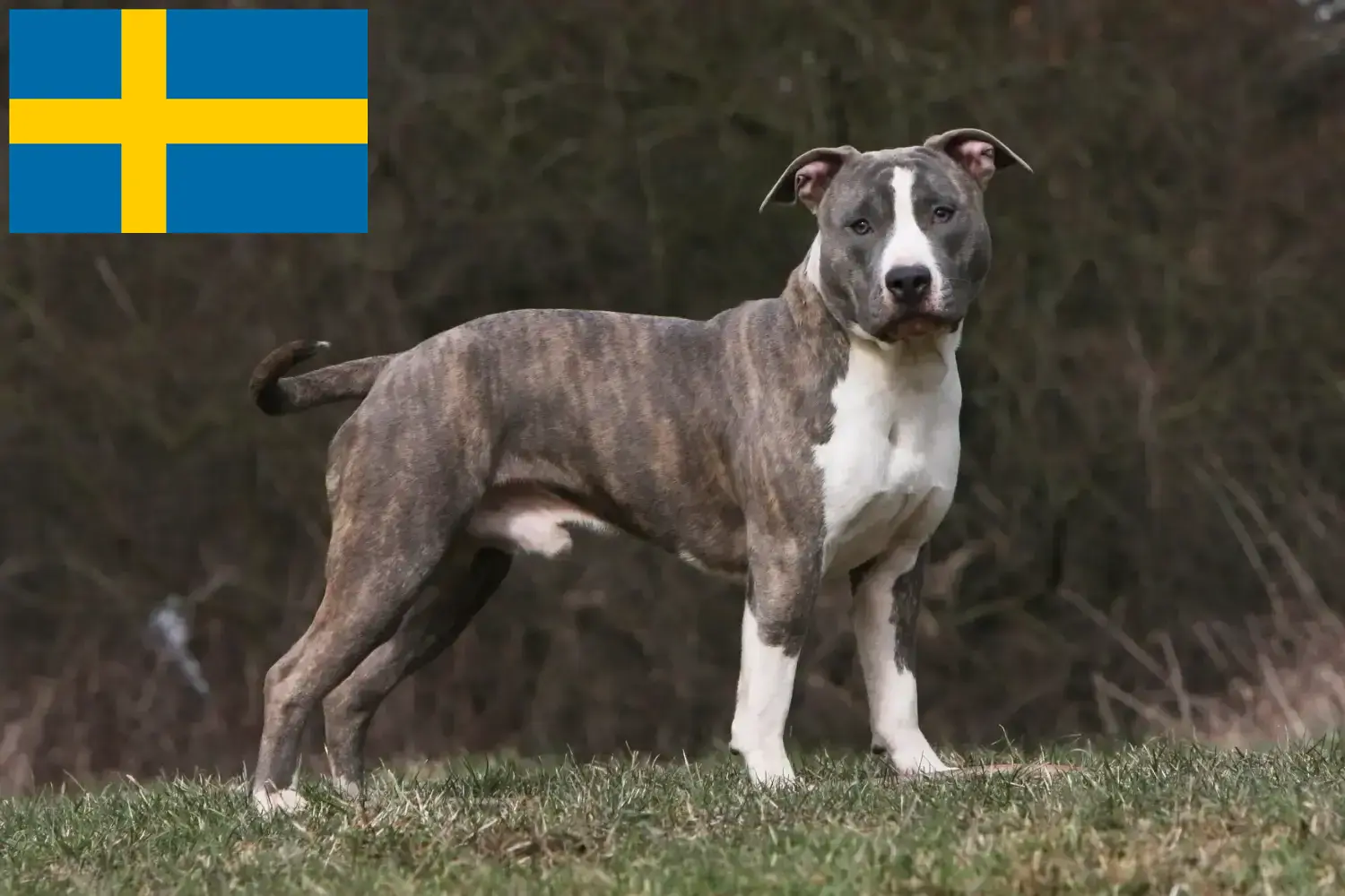 Amerikai staffordshire terrier kölykök és tenyésztők Svédországban Keresse meg az American Staffordshire Terrier tenyésztőket Svédországban itt.