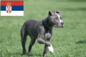 Read more about the article Amerikai staffordshire terrier tenyésztők és kölykök Szerbiában