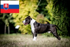 Read more about the article American Staffordshire Terrier tenyésztők és kölykök Szlovákiában