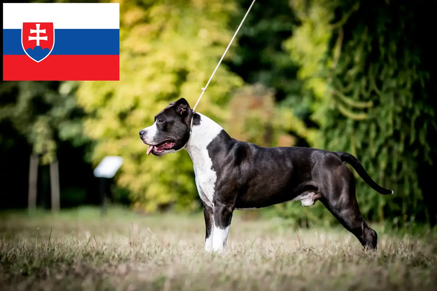 American Staffordshire Terrier kölykök és tenyésztők Szlovákia Itt találsz American Staffordshire Terrier tenyésztőket Szlovákiában.