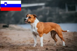 Read more about the article American Staffordshire Terrier tenyésztők és kölykök Szlovéniában