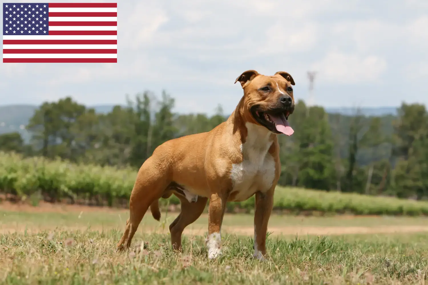 Amerikai staffordshire terrier kiskutyák és tenyésztők USA American Staffordshire Terrier tenyésztőket az USA-ban itt találsz.