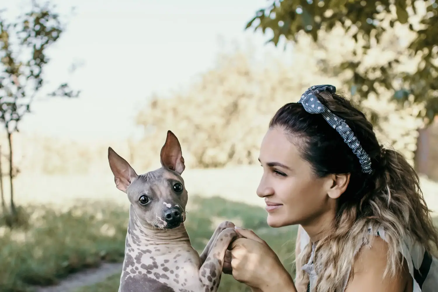 Amerikai szőrtelen terrier - Szerelmem e kutyafajta iránt. Miért szeretem az amerikai szőrtelen terriereket