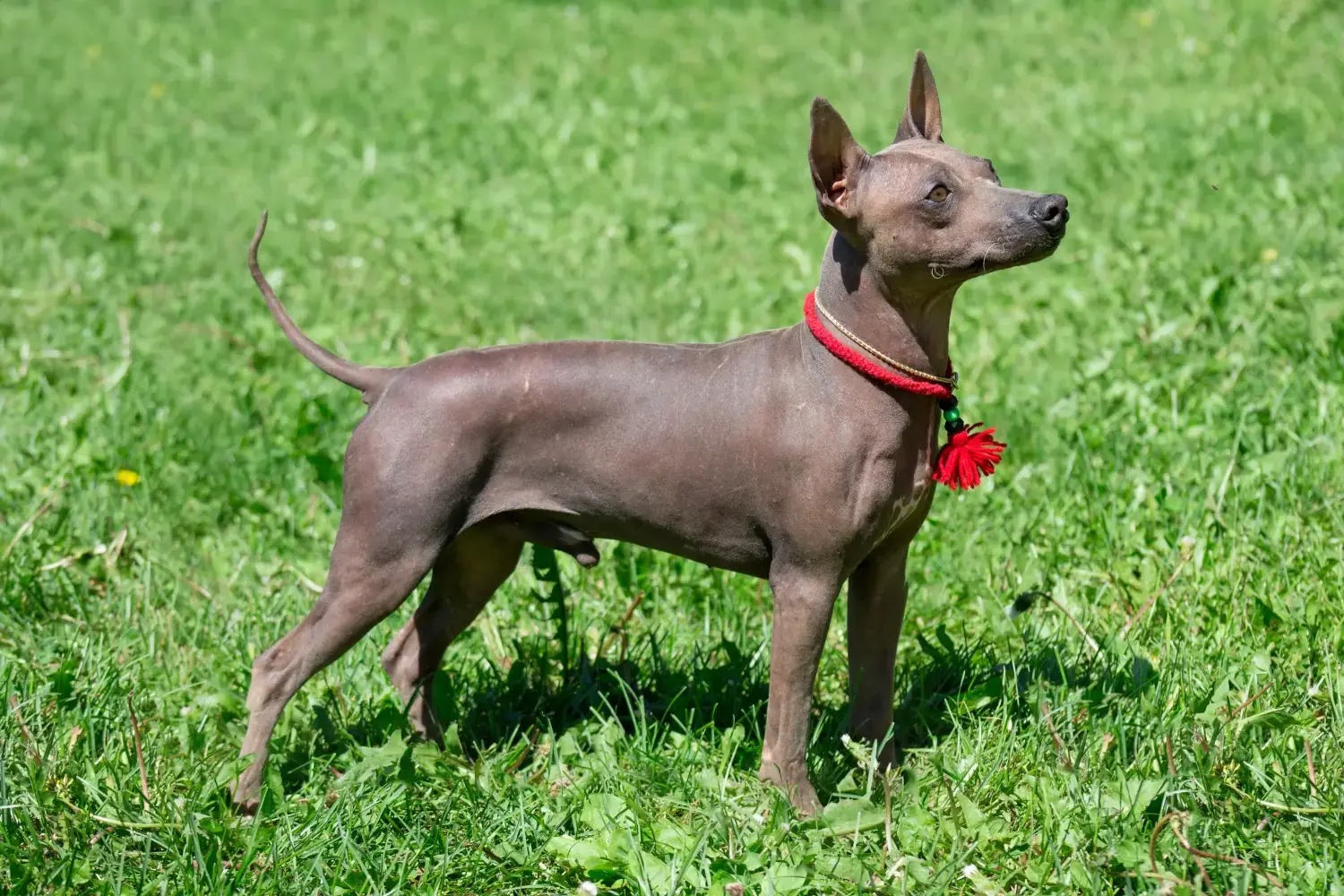 Amerikai szőrtelen terrier kölykök és tenyésztők Keresse meg az önhöz közeli amerikai szőrtelen terrier tenyésztőket.
