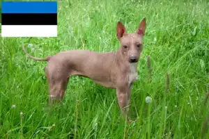 Read more about the article Amerikai szőrmentes terrier tenyésztők és kölykök Észtországban