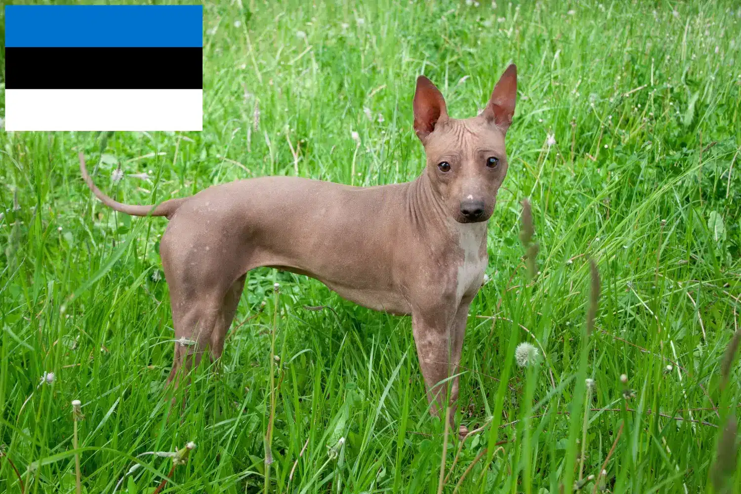 Amerikai szőrtelen terrier kölykök és tenyésztők Észtországban Keresse meg az amerikai szőrtelen terrier tenyésztőket Észtországban.