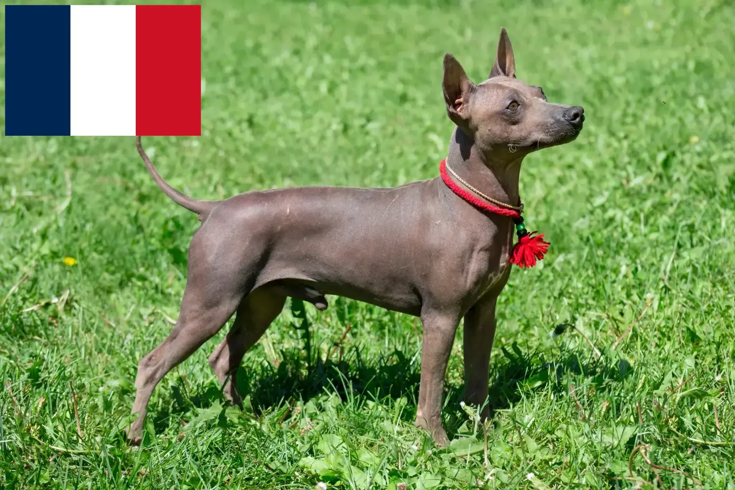 Amerikai szőrtelen terrier kölykök és tenyésztők Franciaország Itt találhatsz amerikai szőrtelen terrier tenyésztőket Franciaországban.