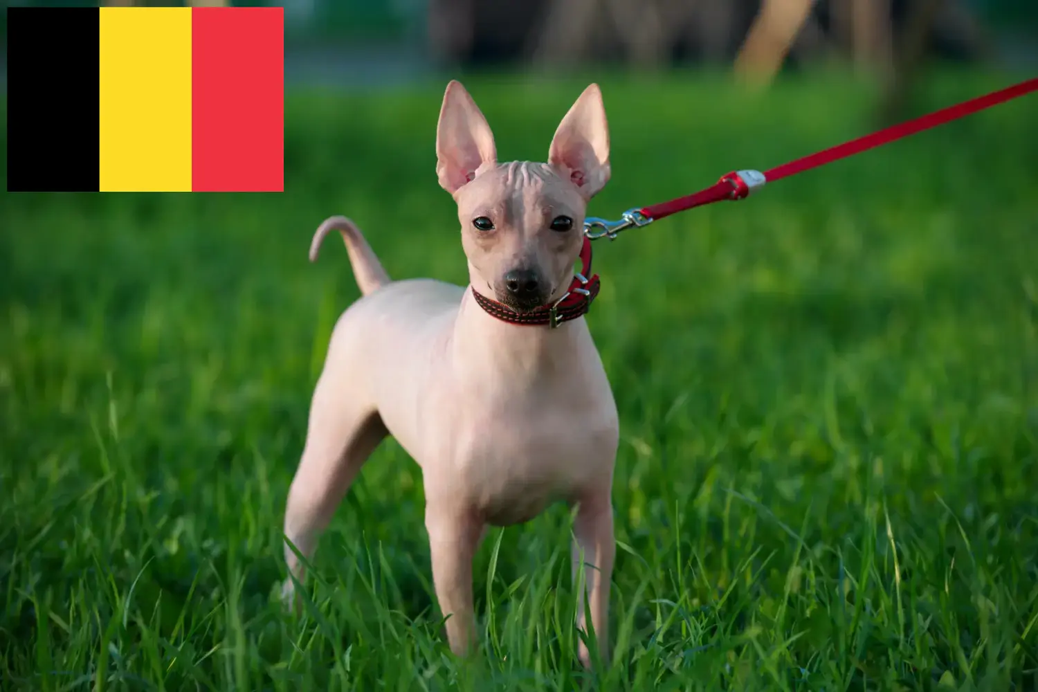 Amerikai szőrtelen terrier kölykök és tenyésztők Belgium Itt találhatsz amerikai szőrtelen terrier tenyésztőket Belgiumban.