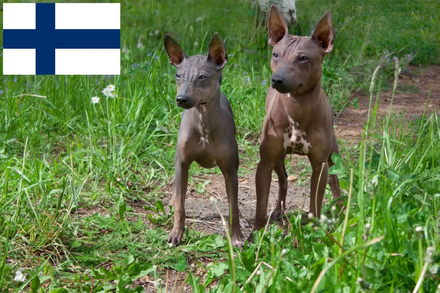 Amerikai szőrtelen terrier kölykök és tenyésztők Finnország Amerikai szőrmentes terrier tenyésztőket Finnországban itt találsz.