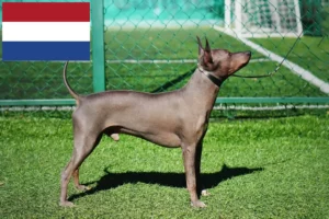 Read more about the article Amerikai szőrtelen terrier tenyésztők és kölykök Hollandiában