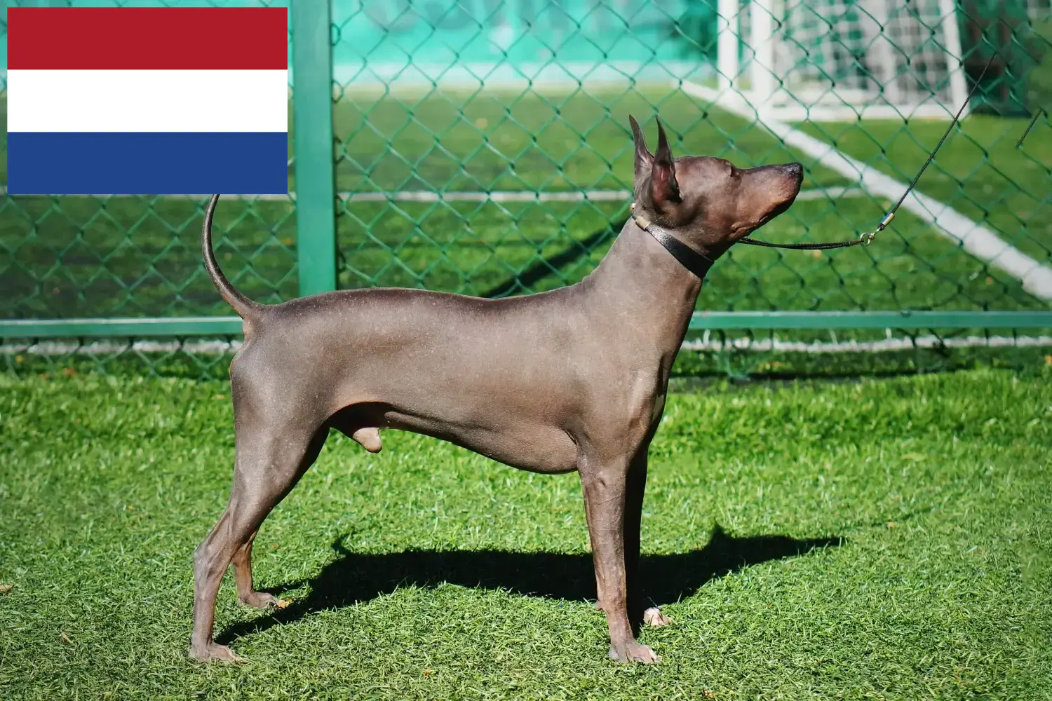 Amerikai szőrtelen terrier kölykök és tenyésztők Hollandia Itt megtalálja az amerikai szőrtelen terrier tenyésztőket Hollandiában.