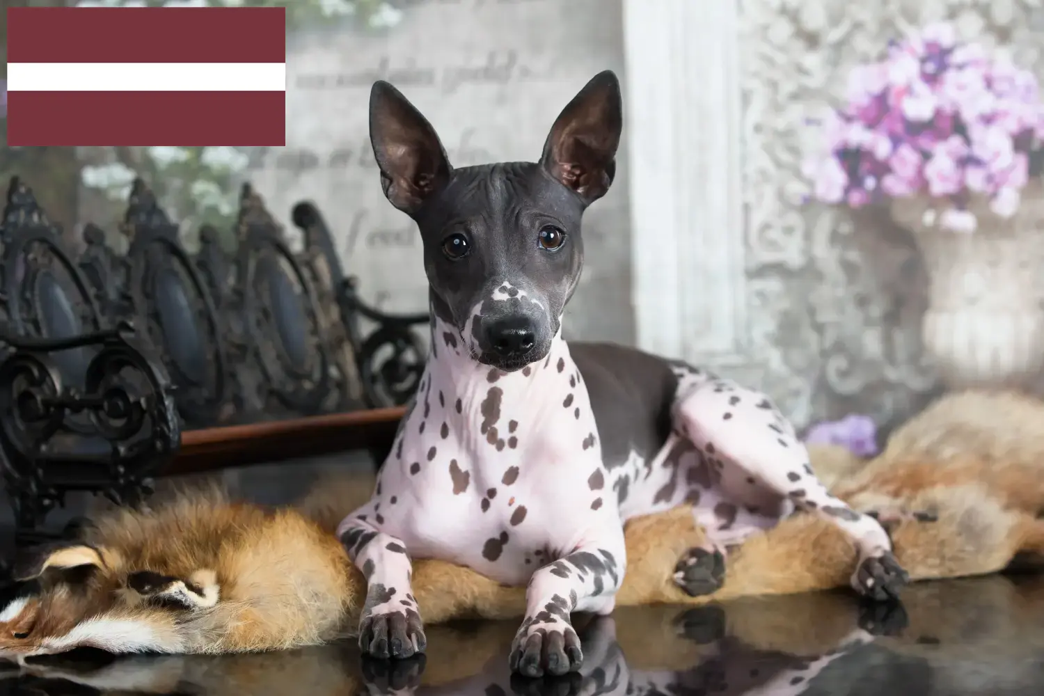 Amerikai szőrtelen terrier kölykök és tenyésztők Lettország Keress amerikai szőrmentes terrier tenyésztőket Lettországban.