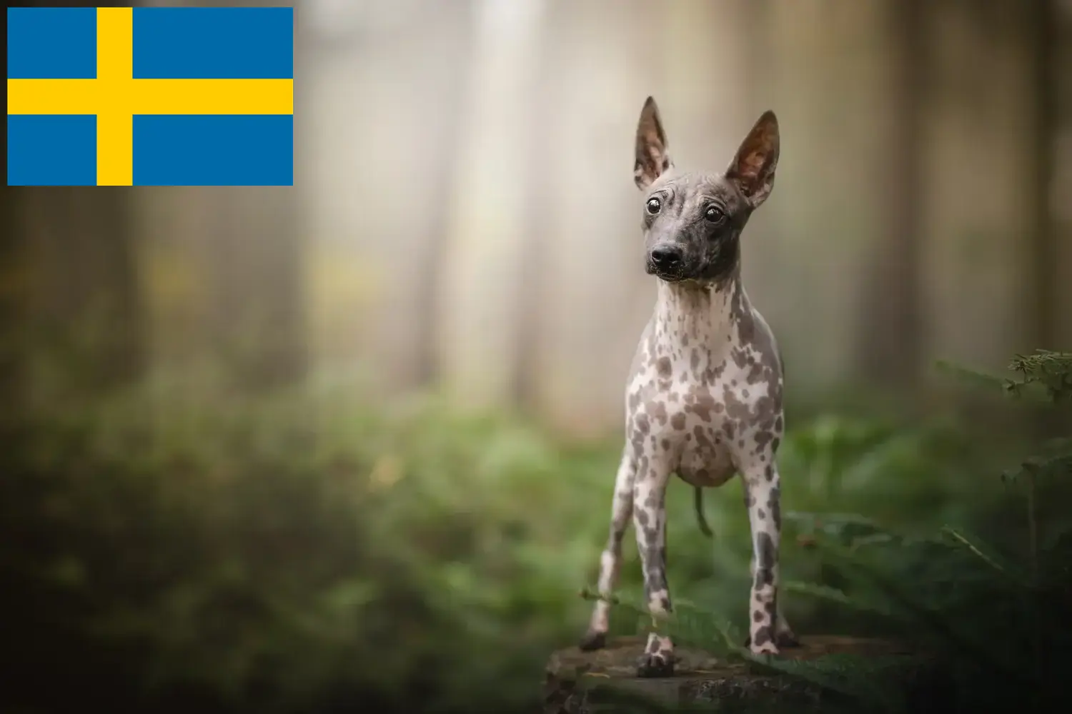 Amerikai szőrtelen terrier kölykök és tenyésztők Svédországban Keresse meg az amerikai szőrmentes terrier tenyésztőket Svédországban itt.