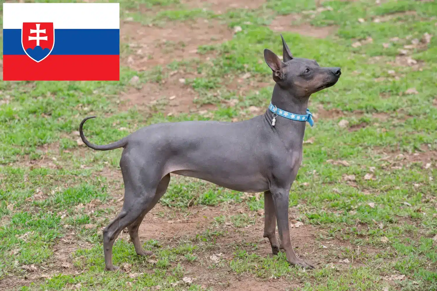 Read more about the article Amerikai szőrmentes terrier tenyésztők és kölykök Szlovákiában