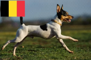 Read more about the article American Toy Terrier tenyésztők és kölykök Belgiumban