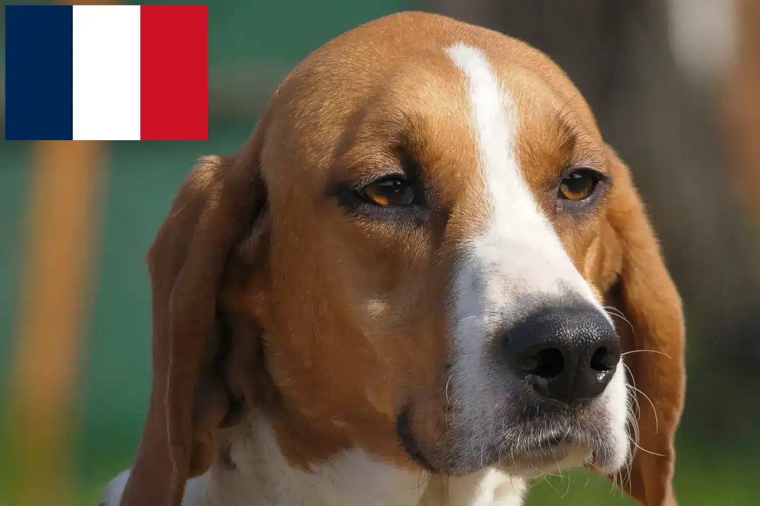 Anglo-Français de Petite Vénerie kölyökkutyák és tenyésztők Réunion Találd meg az Anglo-Français de Petite Vénerie tenyésztőket Réunion területén.