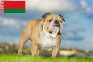 Read more about the article Angol bulldog tenyésztők és kölykök Fehéroroszországban