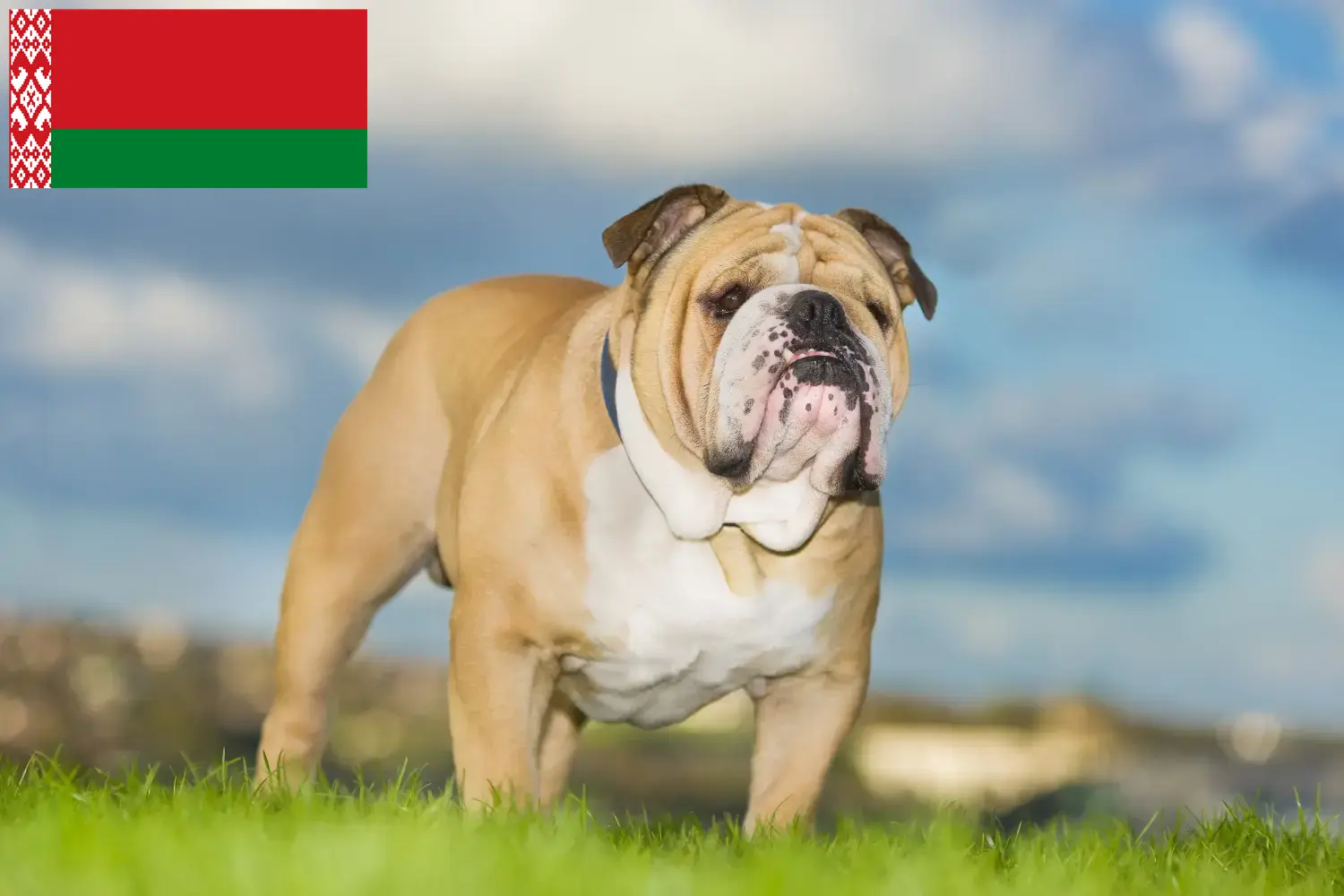 Angol bulldog kölykök és tenyésztők Fehéroroszországban Fehéroroszországi angol bulldog tenyésztőket itt találsz.