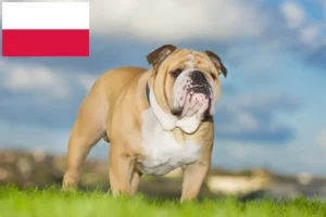 Read more about the article Angol bulldog tenyésztők és kölykök Lengyelországban