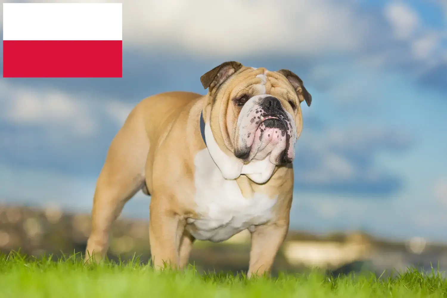Angol bulldog kölyökkutyák és tenyésztő Lengyelország Lengyelországi angol bulldog tenyésztőket itt találsz.