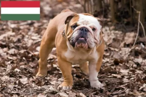 Read more about the article Angol bulldog tenyésztők és kölykök Magyarországon
