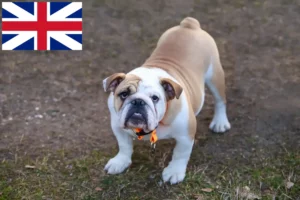 Read more about the article Angol bulldog tenyésztők és kölykök az Egyesült Királyságban