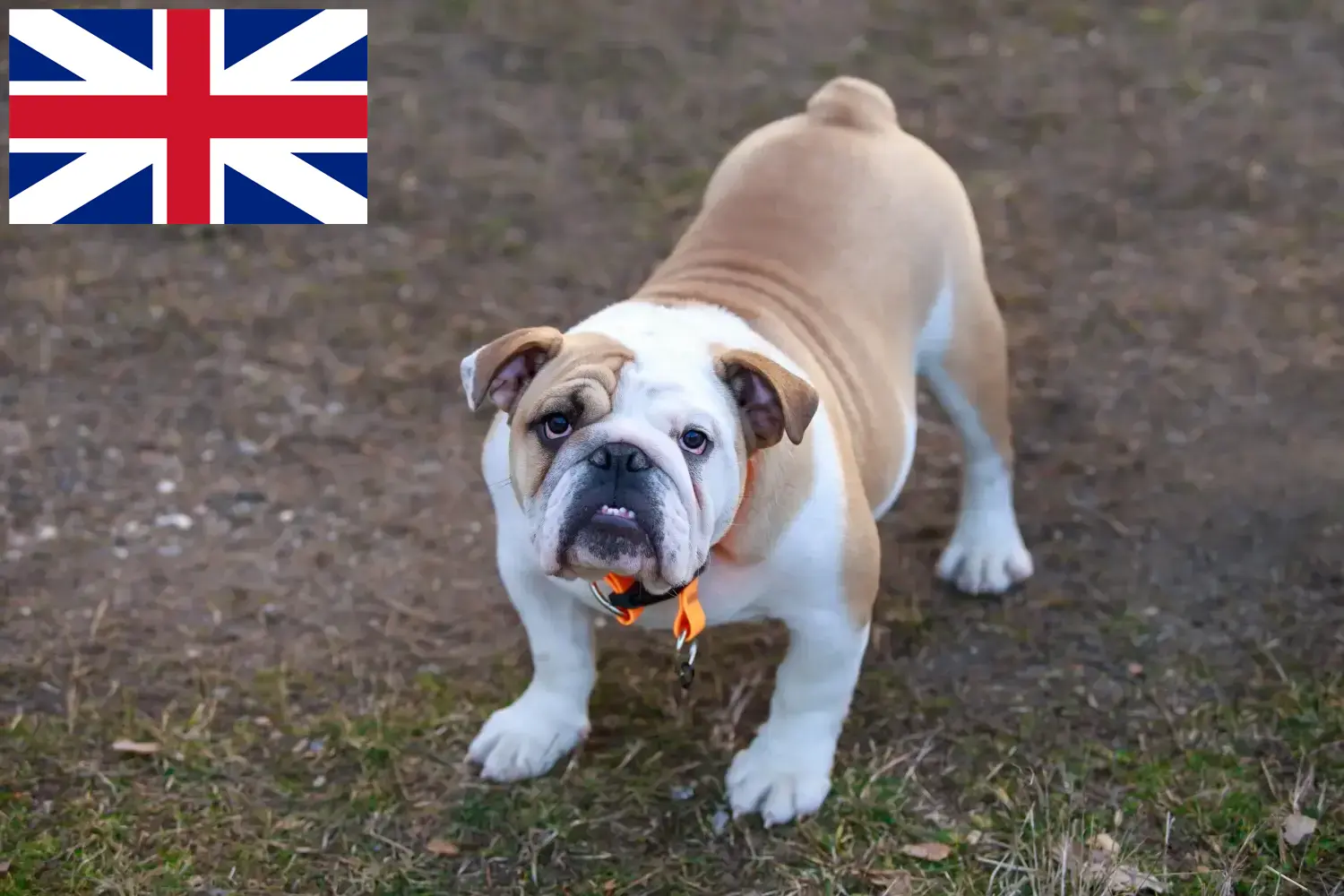 Angol bulldog kölykök és tenyésztők Nagy-Britannia Angol bulldog tenyésztőket az Egyesült Királyságban itt talál.