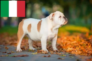 Read more about the article Angol bulldog tenyésztők és kölykök Olaszországban