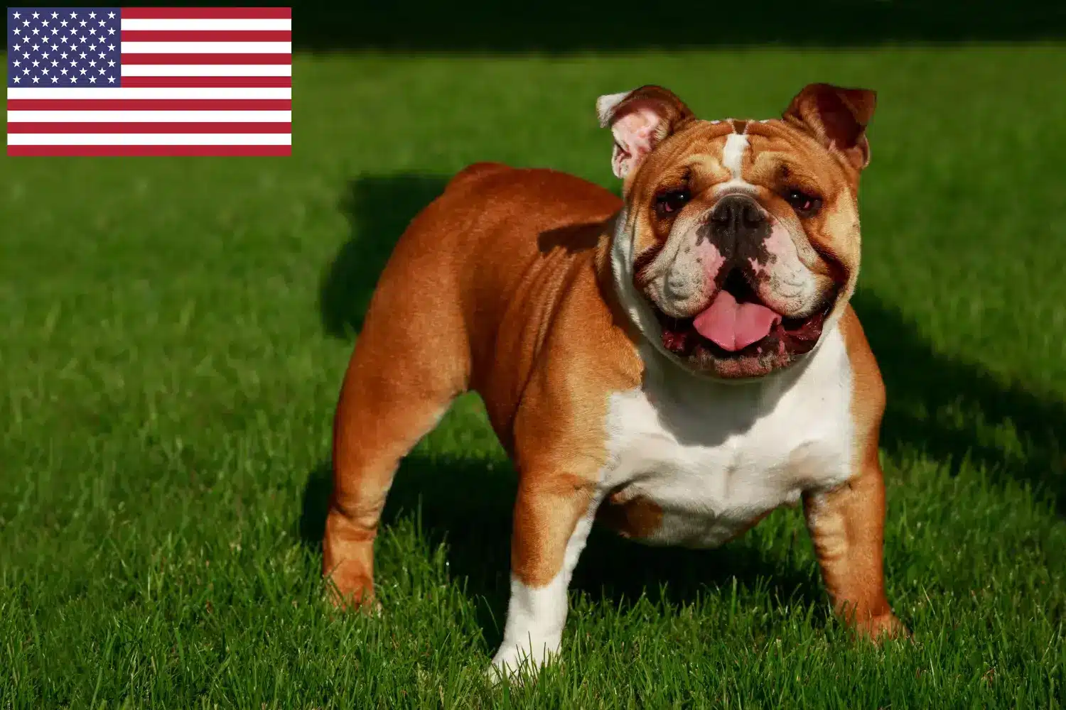 Angol bulldog kölykök és tenyésztők USA Angol bulldog tenyésztőket az USA-ban itt találsz.