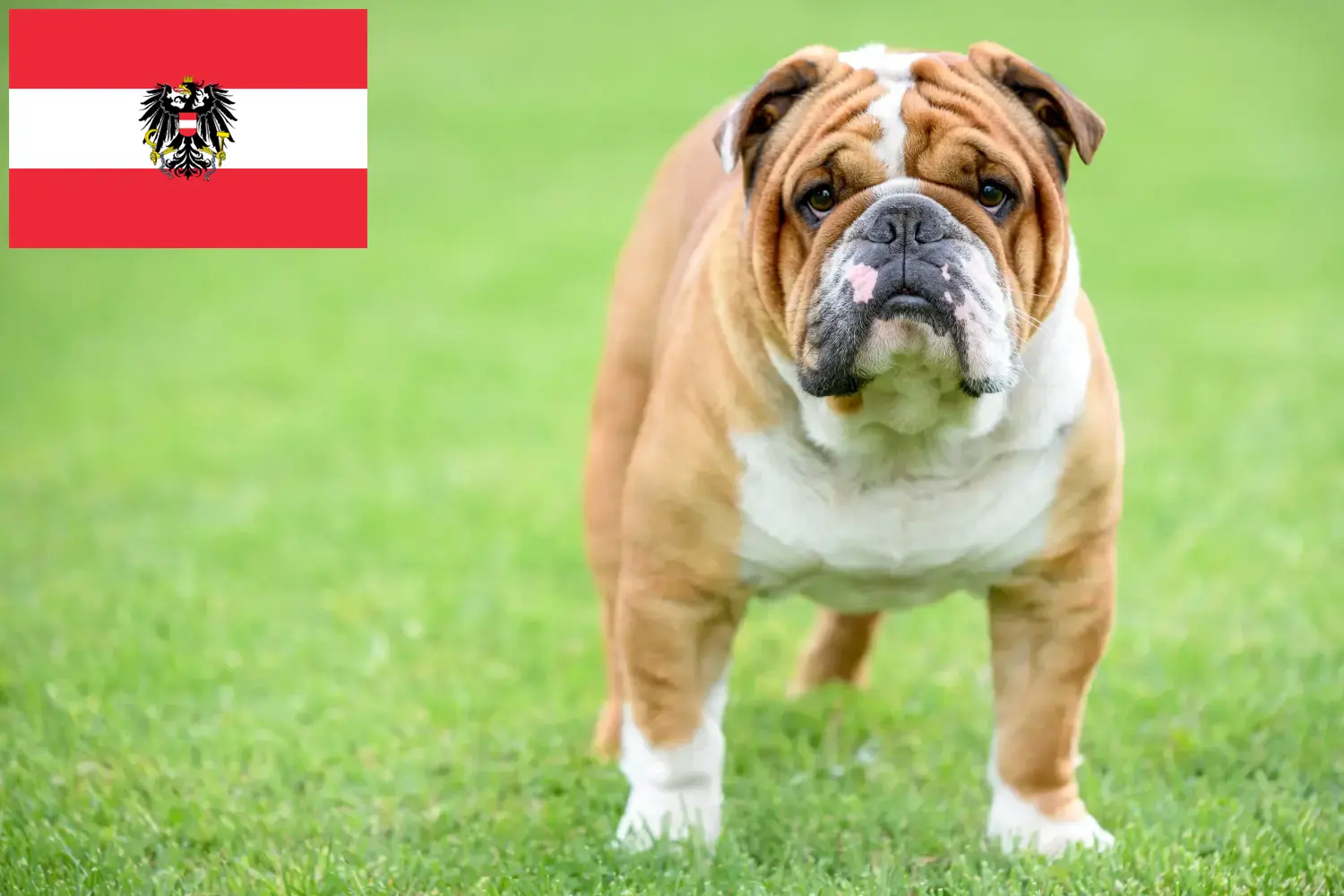 Angol bulldog kölykök és tenyésztők Ausztria Itt talál angol bulldog tenyésztőket Ausztriában.