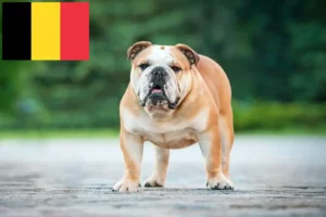 Read more about the article Angol bulldog tenyésztők és kölykök Belgiumban