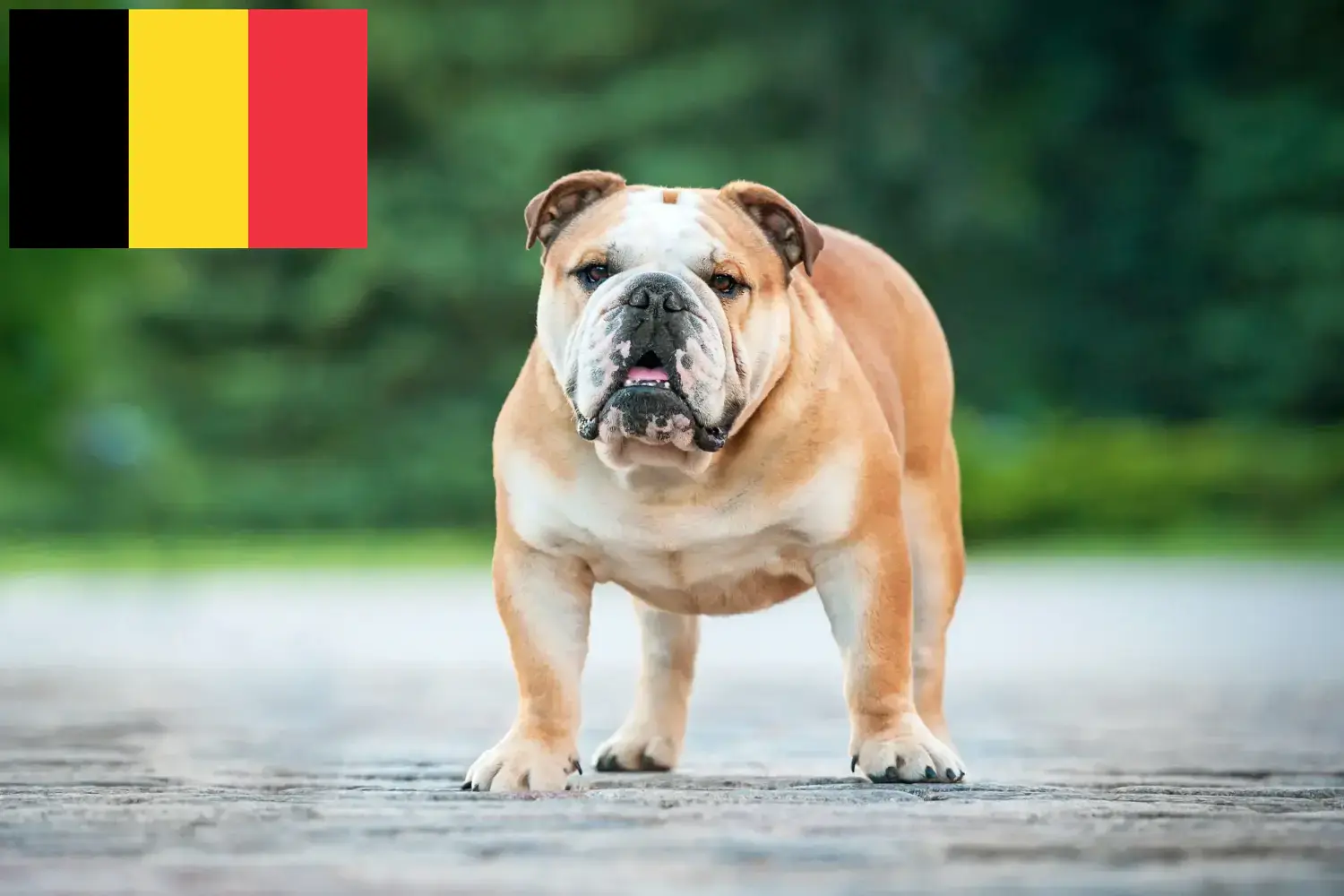 Angol bulldog kölykök és tenyésztők Belgium Belgiumi angol bulldog tenyésztőket itt talál.
