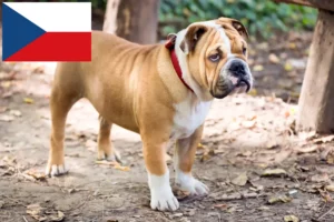 Read more about the article Angol bulldog tenyésztők és kölykök Csehországban