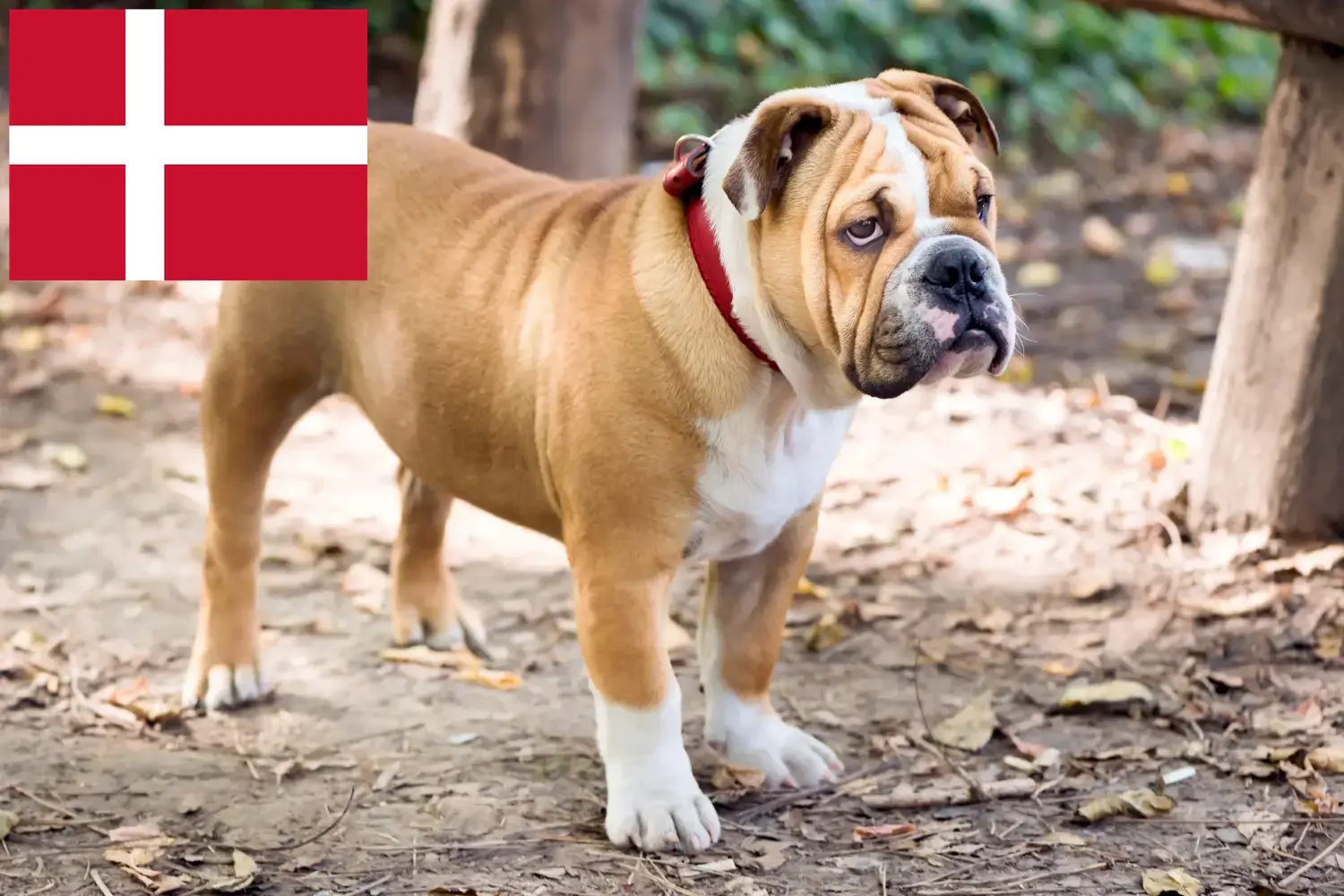 Angol bulldog kölykök és tenyésztők Dánia Angol bulldog tenyésztőket Dánia területén itt talál.