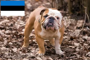 Read more about the article Angol bulldog tenyésztők és kölykök Észtországban