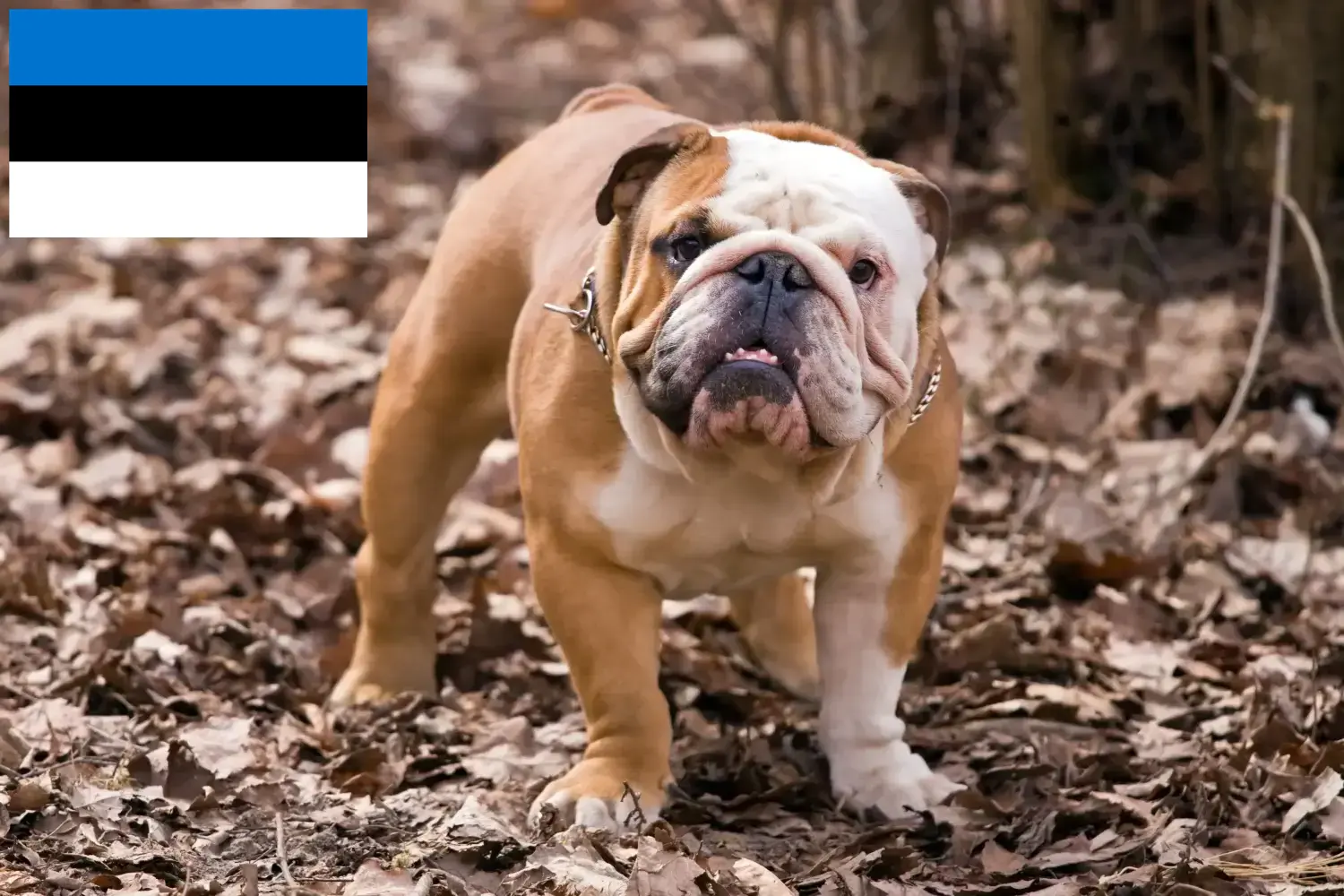 Angol bulldog kölyökkutyák és tenyésztők Észtországban Észtországi angol bulldog tenyésztőket itt talál.
