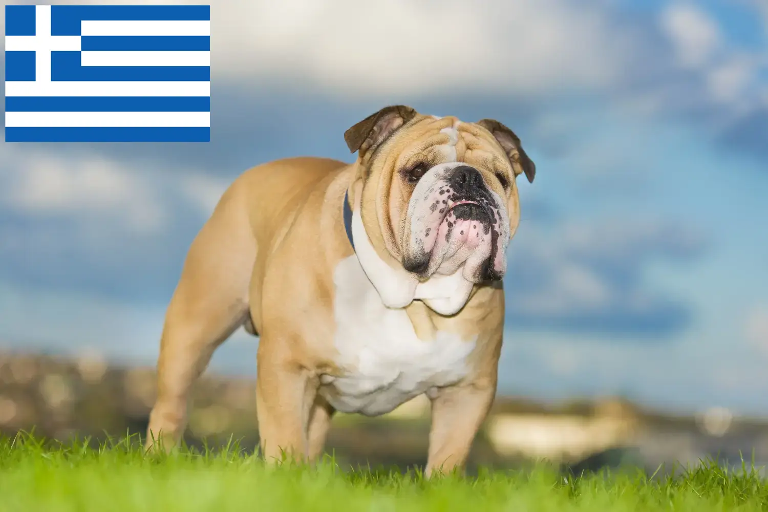 Angol bulldog kölykök és tenyésztők Görögország Keressen angol bulldog tenyésztőket Görögországban itt.