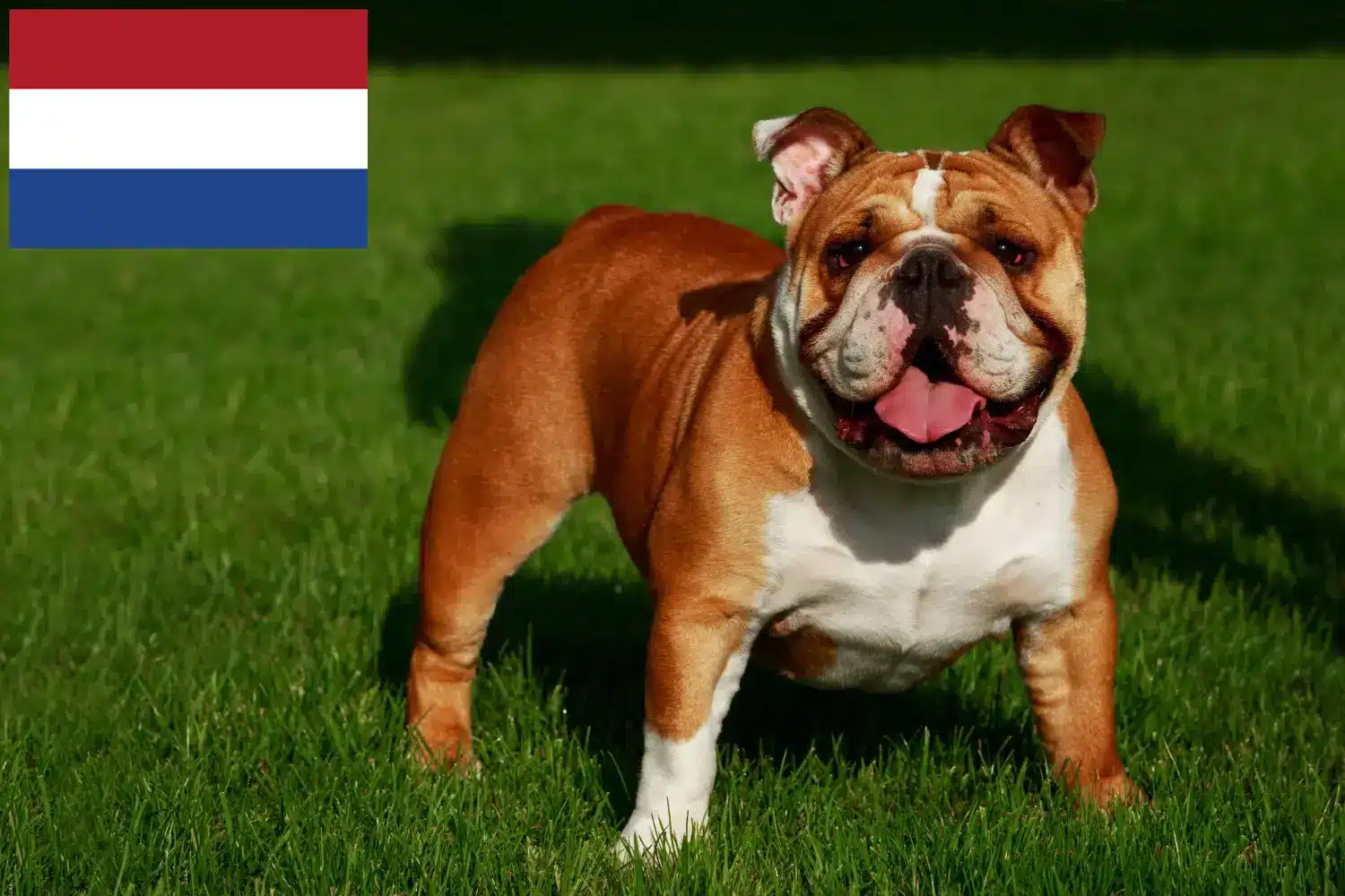 Angol bulldog kölykök és tenyésztők Hollandia Keressen angol bulldog tenyésztőket Hollandiában itt.