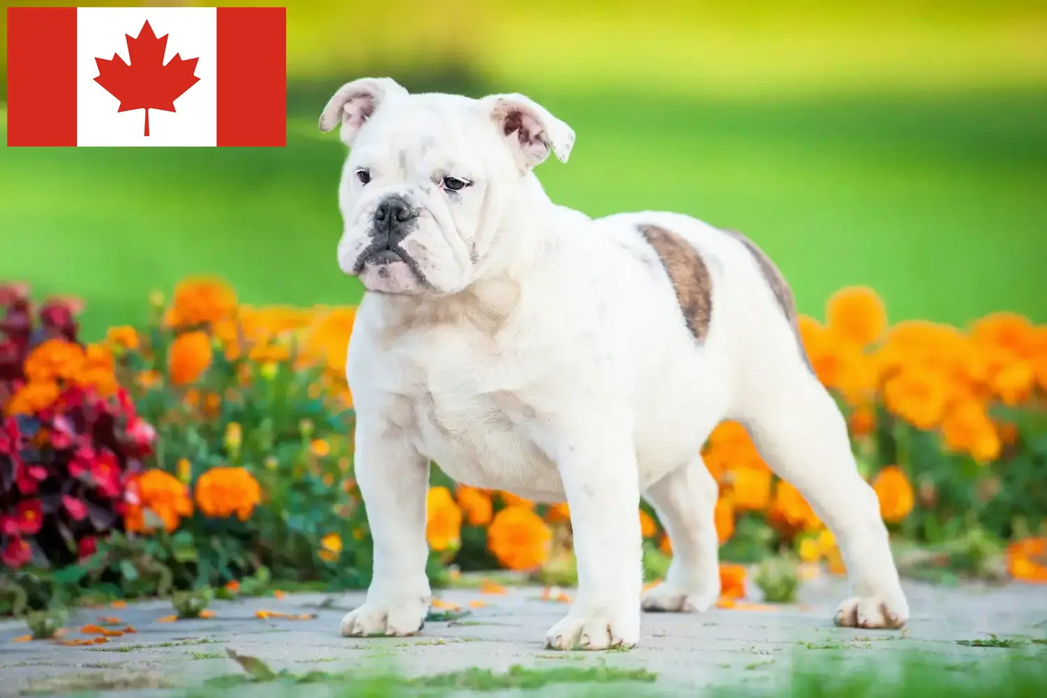 Angol bulldog kölykök és tenyésztők Kanada Kanadai angol bulldog tenyésztőket itt talál.