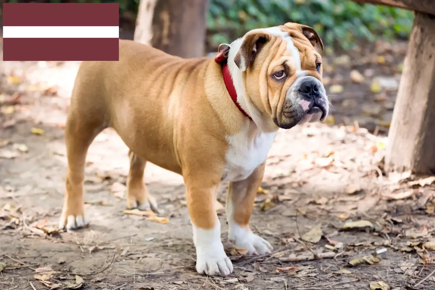 Angol bulldog kölykök és tenyésztők Lettország Angol bulldog tenyésztőket Lettországban itt talál.