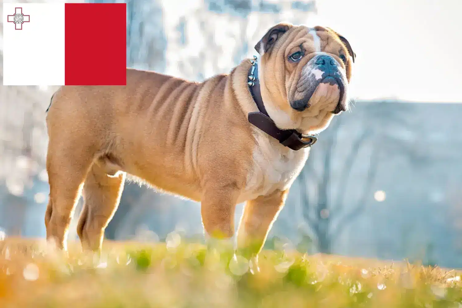 Angol bulldog kölykök és tenyésztők Málta Máltai angol bulldog tenyésztőket itt találsz.