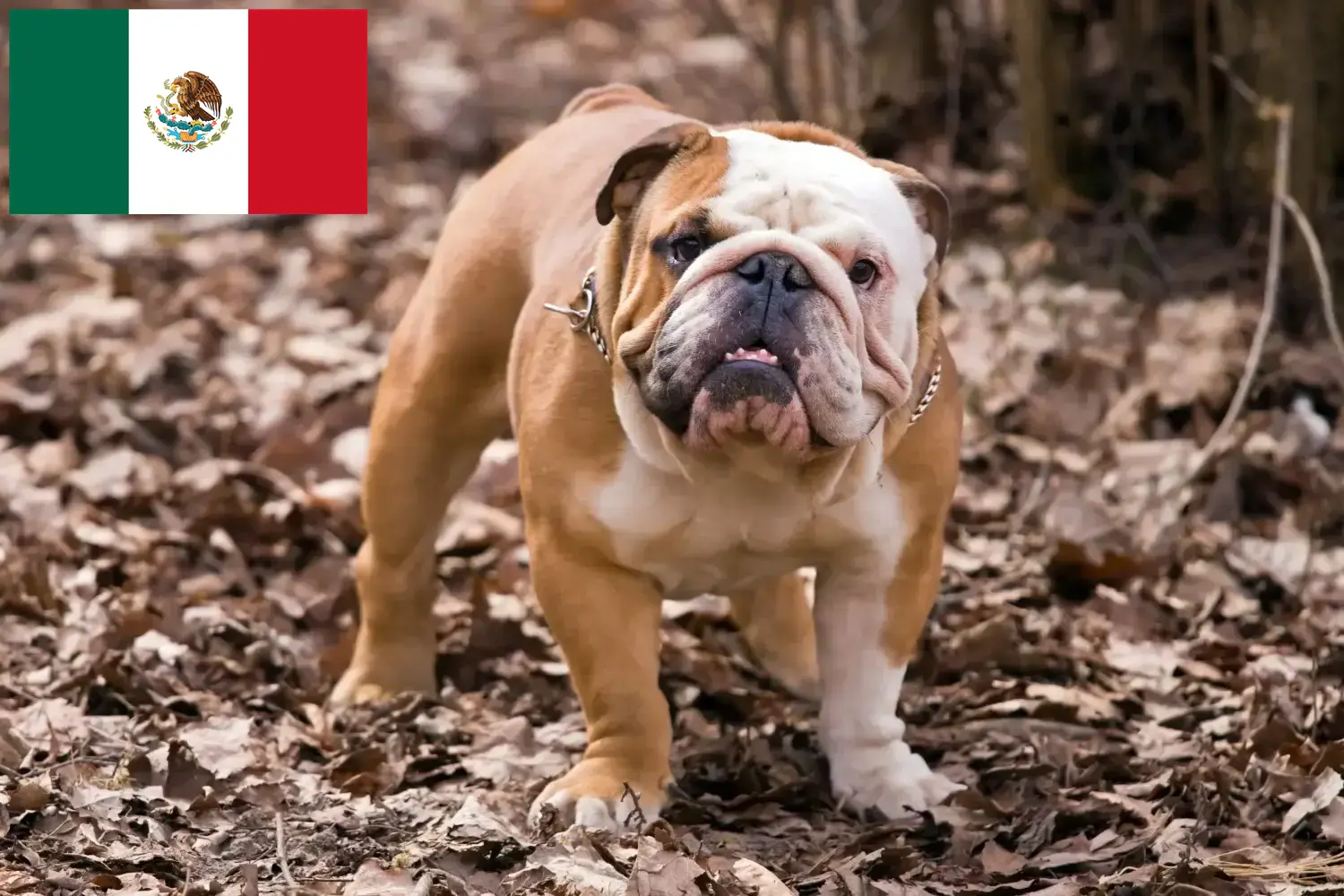 Angol bulldog kölykök és tenyésztők Mexikó Mexikói angol bulldog tenyésztőket itt találsz.