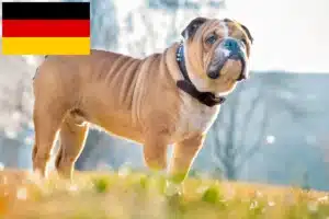 Read more about the article Angol bulldog tenyésztők és kölykök Németországban