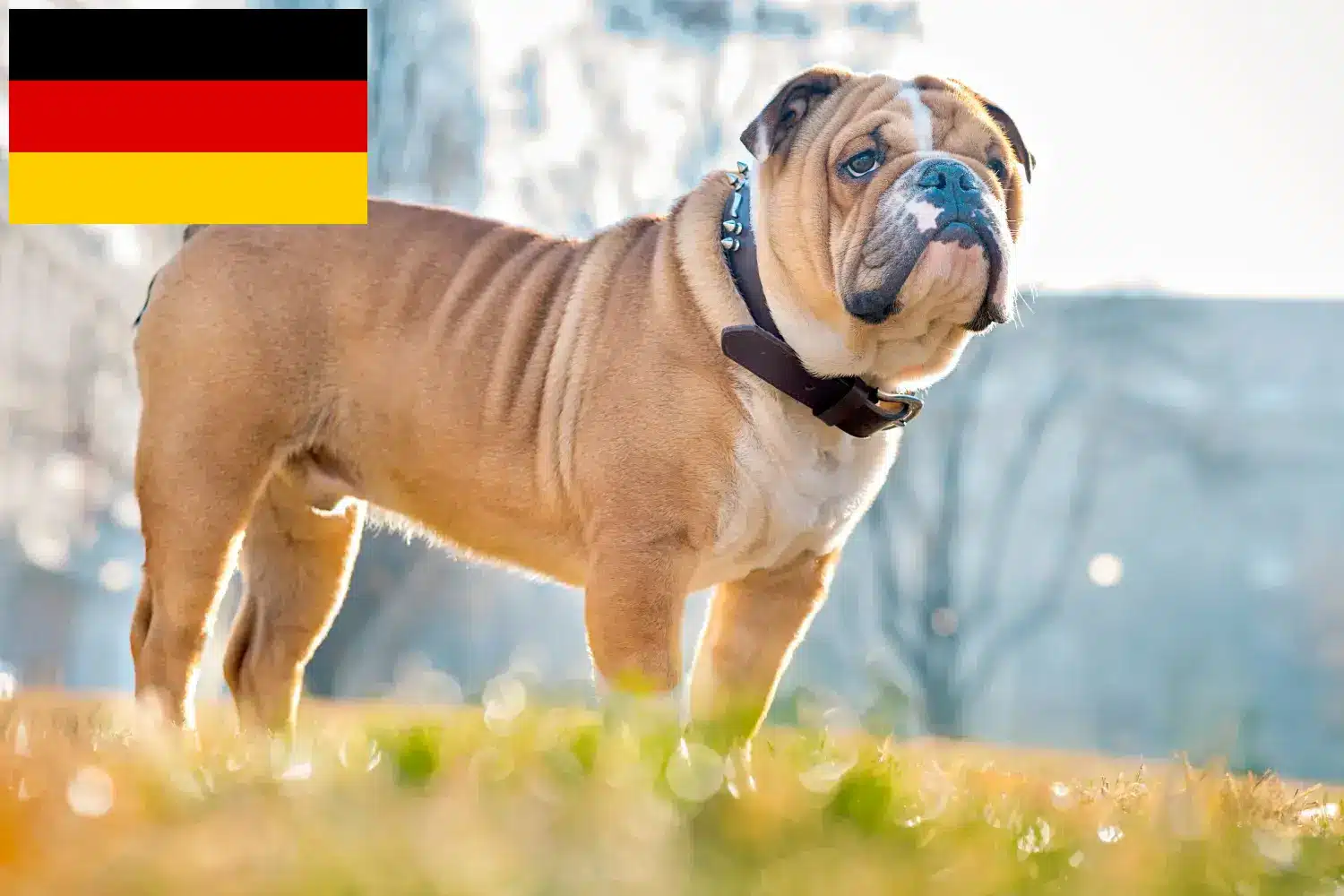 Angol bulldog kölykök és tenyésztők Németország Itt találhat angol bulldog tenyésztőket Németországban.
