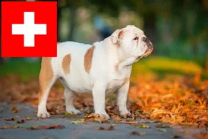 Read more about the article Angol bulldog tenyésztők és kölykök Svájcban